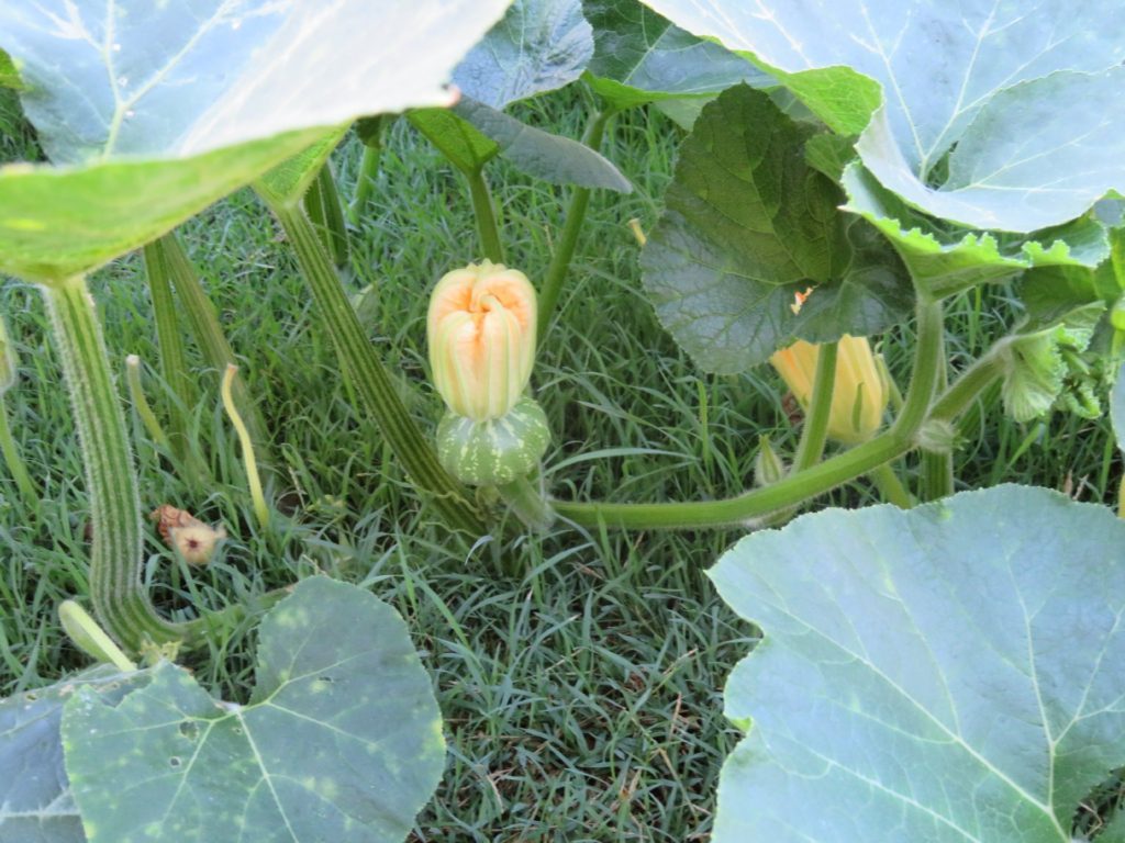 Pumpkin Flower